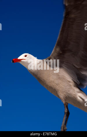 Heermann Möwe im Flug, Moonlight State Beach, Kalifornien Stockfoto