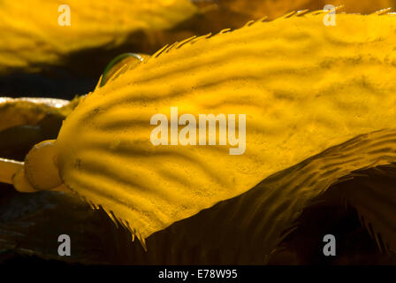 Giant Kelp am Beach, La Jolla Shores, La Jolla, Kalifornien Stockfoto