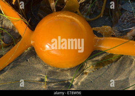 Giant Kelp am Beach, La Jolla Shores, La Jolla, Kalifornien Stockfoto