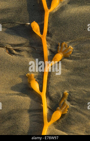 Giant Kelp am Beach, La Jolla Shores, La Jolla, Kalifornien Stockfoto