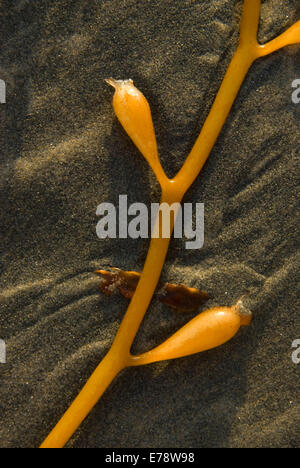 Giant Kelp am Beach, La Jolla Shores, La Jolla, Kalifornien Stockfoto