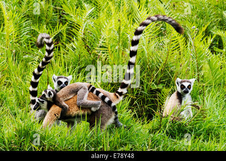 Ring-Tailed Lemuren in Madagaskar. Stockfoto