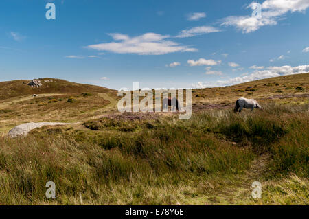 Welsh Mountain Ponys in der Nähe von Meini Hirion Druiden Kreis über Penmaenmawr Nord-Wales Stockfoto