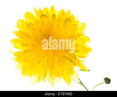große gelbe Chrysantheme isoliert auf weißem Hintergrund Stockfoto