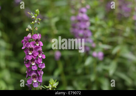 Lila Blumen Stockfoto