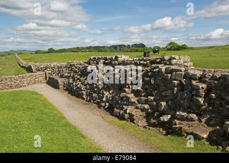 Bleibt der Hadrianswall in Birdoswald erstreckt sich über Smaragd Felder mit Wildblumen zu entfernten Hügeln unter blauem Himmel in England Stockfoto