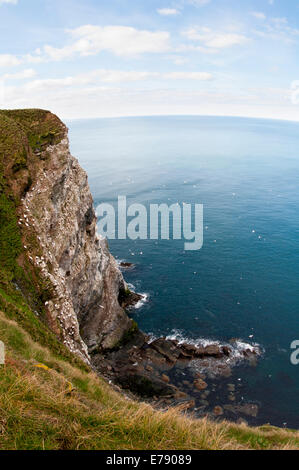 Basstölpel (Morus Bassanus), ein Blick auf die Kolonie Troup Head, Aberdeenshire, Schottland. März. Stockfoto