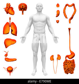 Innere Organe - Anatomie des Menschen Stockfoto