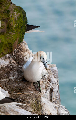 Basstölpel (Morus Bassanus), Erwachsene thront auf einem Felsvorsprung mit Nistmaterial an Troup Head, Aberdeenshire, Schottland. Stockfoto