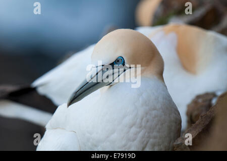 Basstölpel (Morus Bassanus), Kopf und Schultern des Erwachsenen ruht auf einem Felsvorsprung am Troup Head, Aberdeenshire, Schottland. M Stockfoto