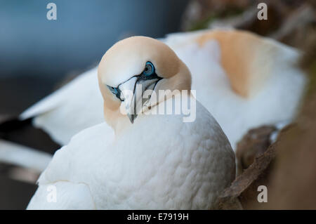 Basstölpel (Morus Bassanus), Kopf und Schultern des Erwachsenen ruht auf einem Felsvorsprung am Troup Head, Aberdeenshire, Schottland. M Stockfoto