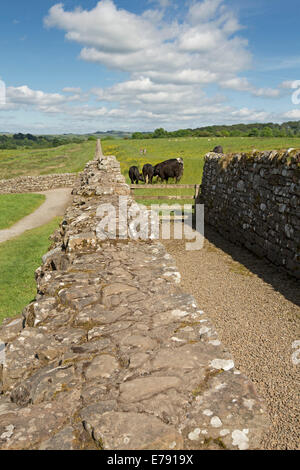 Der Hadrianswall in Birdoswald mit Vieh Weiden in der Nähe, stretching über Smaragd Felder mit Wildblumen zu entfernten Hügeln unter blauem Himmel in England Stockfoto