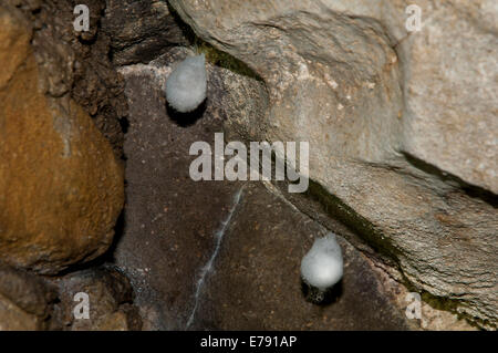 Egg Sacs des die Höhlenspinne (Meta Menardi) in Ingleborough Höhle, Yorkshire Dales National Park. April. Stockfoto