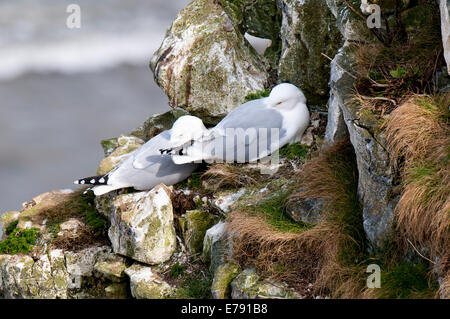 Ein paar der Silbermöwen (Larus Argentatus) Schlafplatz auf Klippen am RSPB Bempton Klippen, East Yorkshire. April. Stockfoto