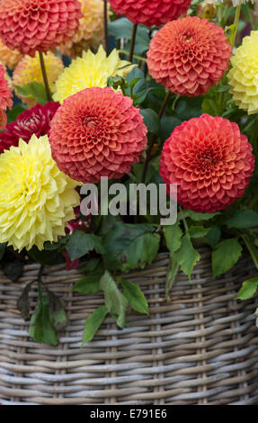 Dahlien-Blumen in einem Weidenkorb auf eine Blume zeigen. UK Stockfoto