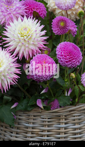 Dahlien-Blumen in einem Weidenkorb auf eine Blume zeigen. UK Stockfoto