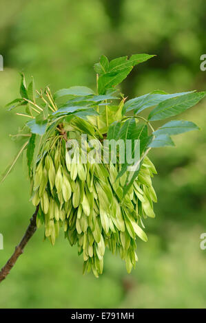 Gemeine Esche (Fraxinus Excelsior), Früchte im Frühjahr, North Rhine-Westphalia, Deutschland Stockfoto