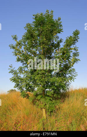 Gemeine Esche (Fraxinus Excelsior), North Rhine-Westphalia, Deutschland Stockfoto