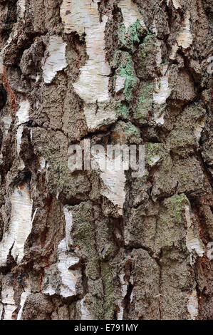 Birke (Betula Pendel), Rinde, North Rhine-Westphalia, Germany Stockfoto