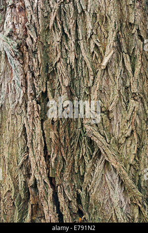 Silberweide (Salix Alba), Rinde, North Rhine-Westphalia, Deutschland Stockfoto
