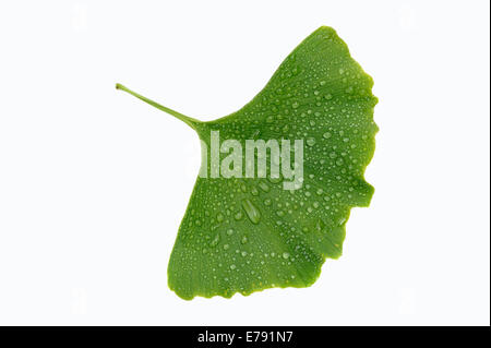 Ginkgo (Ginkgo Biloba)-Blatt mit Wasser Tropfen Stockfoto