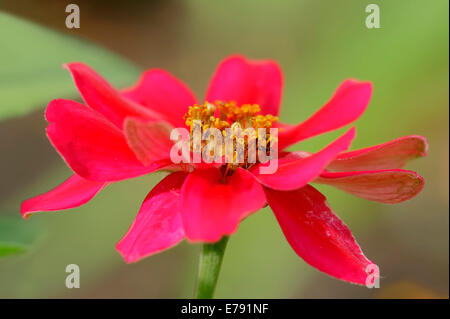 Gemeinsamen Zinnie (Zinnia Elegans, Zinnia Violacea), Blüte, Deutschland Stockfoto