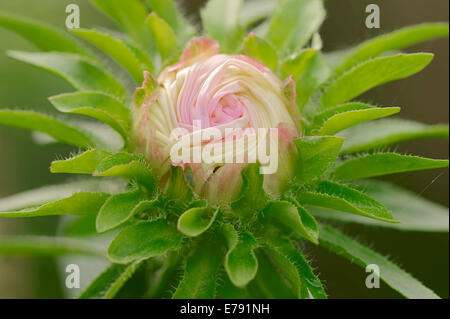 Jährliche Aster (Callistephus Chinensis, Aster Chinensis), Blütenknospe, Deutschland Stockfoto