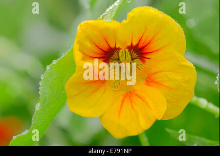 Garten Kapuzinerkresse (Tropaeolum Majus), Blüte, Deutschland Stockfoto