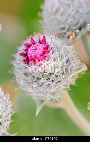 Downy Klette (Arctium Hornkraut), Blüte, North Rhine-Westphalia, Germany Stockfoto