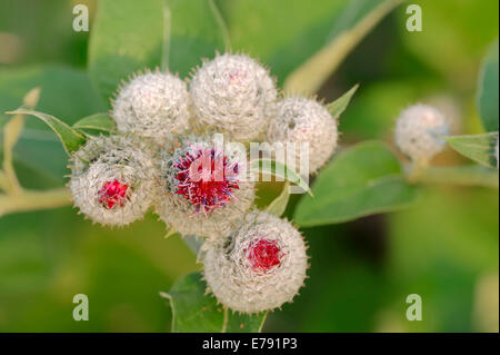 Downy Klette (Arctium Hornkraut), Blüte, North Rhine-Westphalia, Germany Stockfoto