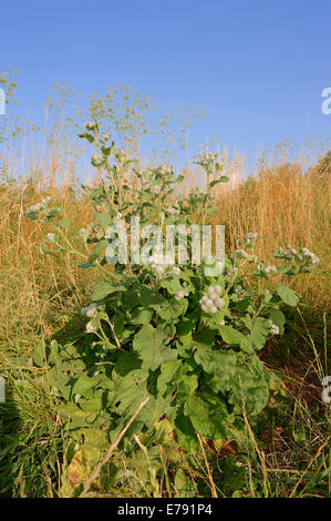 Downy Klette (Arctium Hornkraut), North Rhine-Westphalia, Deutschland Stockfoto