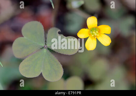 Schleichende Woodsorrel (Oxalis Corniculata), Blüten und Blätter, North Rhine-Westphalia, Deutschland Stockfoto