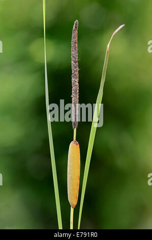 Kleiner Rohrkolben (Typha Angustifolia), Blütenständen, North Rhine-Westphalia, Germany Stockfoto