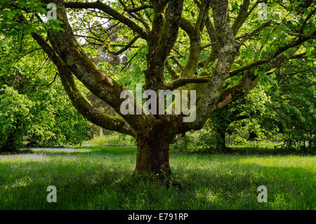 Gekappte Spitz-Ahorn (Acer Platanoides) auf dem Gelände des Broddick Schlosses, Isle of Arran. Stockfoto