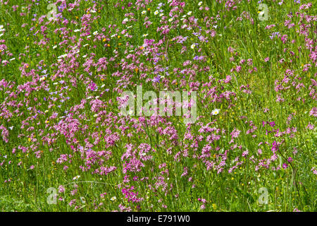 Wildblumen Wiese Kuckuck leichte rote Nelken Glockenblume Stockfoto