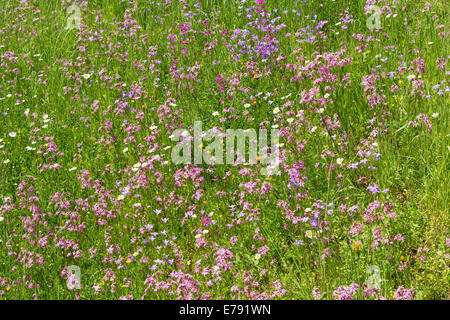Wildblumen Wiese Kuckuck leichte rote Nelken Glockenblume Stockfoto