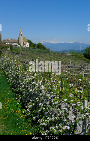 Altenburg bei Kaltern, Überetsch, Südtiroler Unterland, Südtirol, Italien Stockfoto