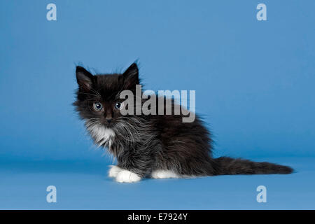 Norwegische Waldkatze Kätzchen, 7 Wochen, schwarz / weiß Stockfoto