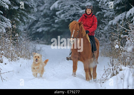 Reiterin Reiten ein Islandpferd im Schnee, ein Hund läuft neben ihr, Hagen, Nordrhein-Westfalen, Deutschland Stockfoto