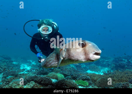 Taucher, die ein Korallenriff, Dimaniyat Inseln Naturschutzgebiet Spotfin Burrfish (Chilomycterus Reticulatus) bewacht Stockfoto