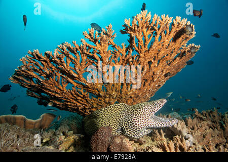 Geschnürte Muräne (Gymnothorax Favagineus) mit seinen Mund weit offen, sitzen unter Acropora Korallen (Acropora sp.) Stockfoto