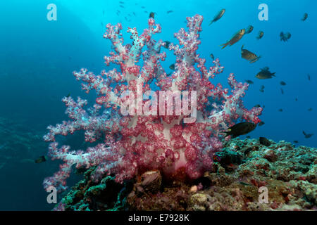 Nelke Korallen (Dendronephthya Klunzingeri) auf ein Riff und verschiedenen Riffbarsche (Pomacentridae) Stockfoto