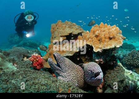 Zwei geschnürte Muränen (Gymnothorax Favagineus) am Korallenriff, ein Taucher auf der Rückseite, Dimaniyat Inseln Naturschutzgebiet Stockfoto