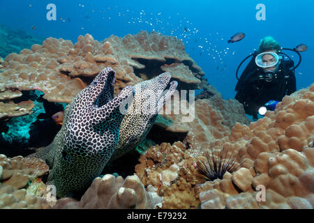 Zwei geschnürte Muränen (Gymnothorax Favagineus) am Korallenriff, ein Taucher auf der Rückseite, Dimaniyat Inseln Naturschutzgebiet Stockfoto