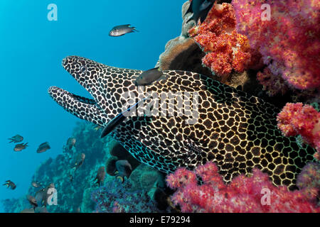Geschnürte Muräne (Gymnothorax Favagineus) an einem Korallenriff mit Weichkorallen, Dimaniyat Inseln Naturschutzgebiet, Al Batinah Region, Oman Stockfoto
