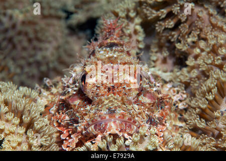 Bärtige Drachenköpfe (Scorpaenopsis Barbata) versteckt zwischen ledrigen Korallen (Alcyoniidae), Dimaniyat Inseln Naturschutzgebiet Stockfoto