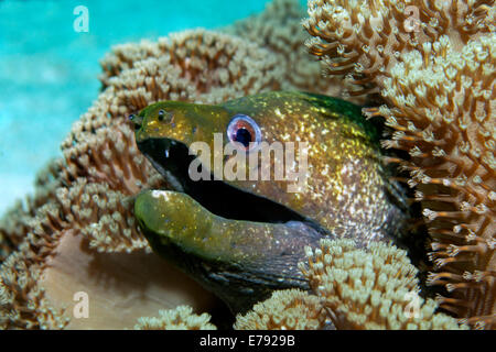 Gelb umrandeten Muräne (Gymnothorax Flavimarginatus), unter den ledrigen Korallen, Dimaniyat Inseln Naturschutzgebiet, Al Batinah region Stockfoto