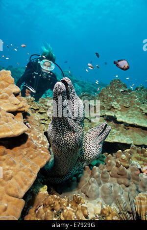 Zwei geschnürte Muränen (Gymnothorax Favagineus) am Korallenriff, ein Taucher auf der Rückseite, Dimaniyat Inseln Naturschutzgebiet Stockfoto