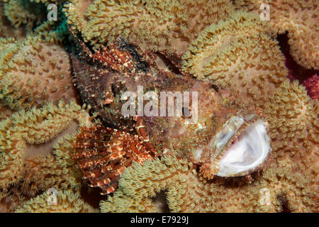 Bärtige Drachenköpfe (Scorpaenopsis Barbata) versteckt zwischen ledrigen Korallen (Alcyoniidae), Dimaniyat Inseln Naturschutzgebiet Stockfoto