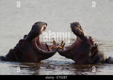 Flusspferd (Hippopotamus Amphibius), spielen zwei Bullen kämpfen, Sunset Dam, Krüger Nationalpark, Südafrika Stockfoto